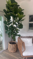 Huge Fiddle Leaf Fig