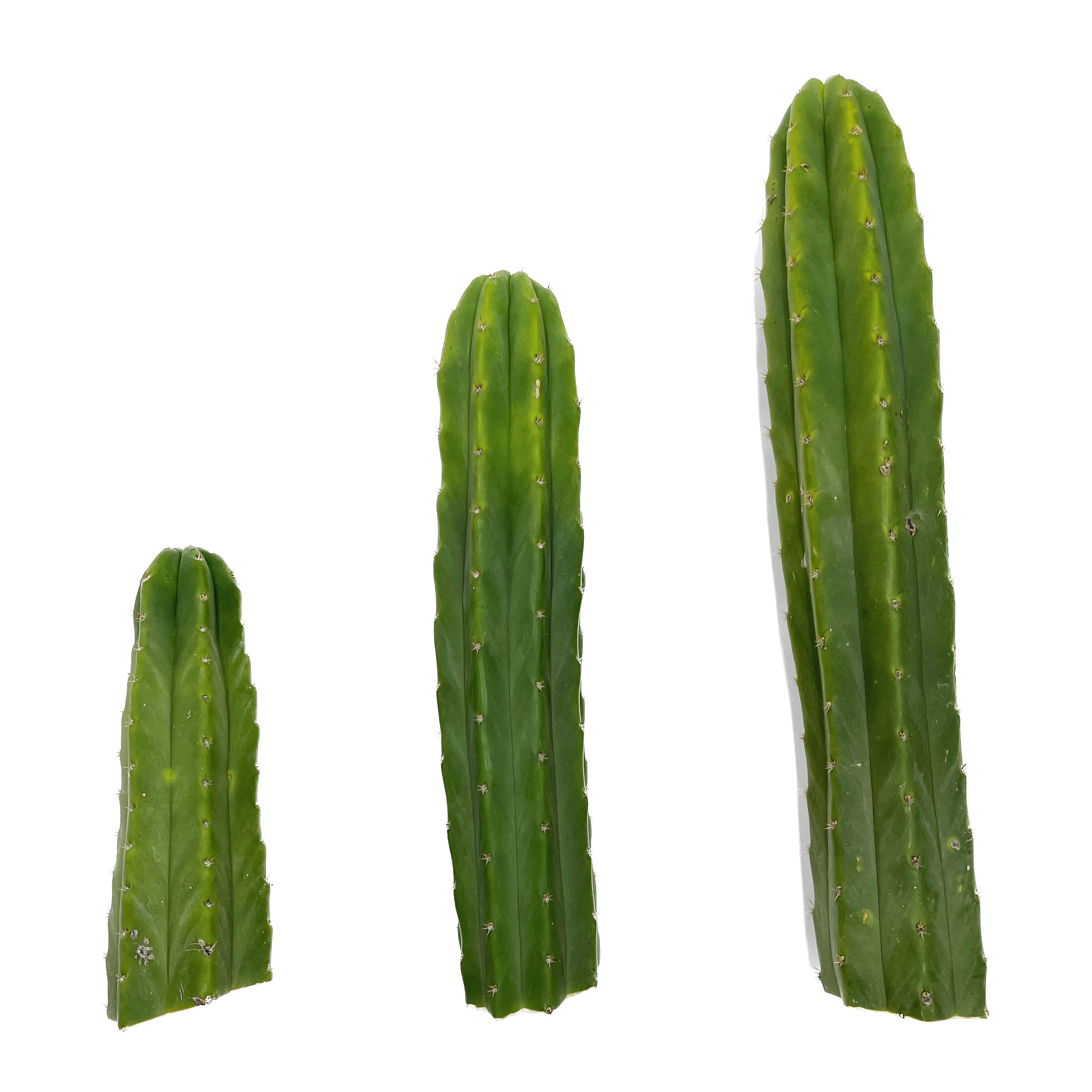 Trichocereus Pachanoi Cuttings | San Pedro Cactus Cuttings - Predominant Cultivar (PC) / Small (8-12 inch) - San Pedro Source