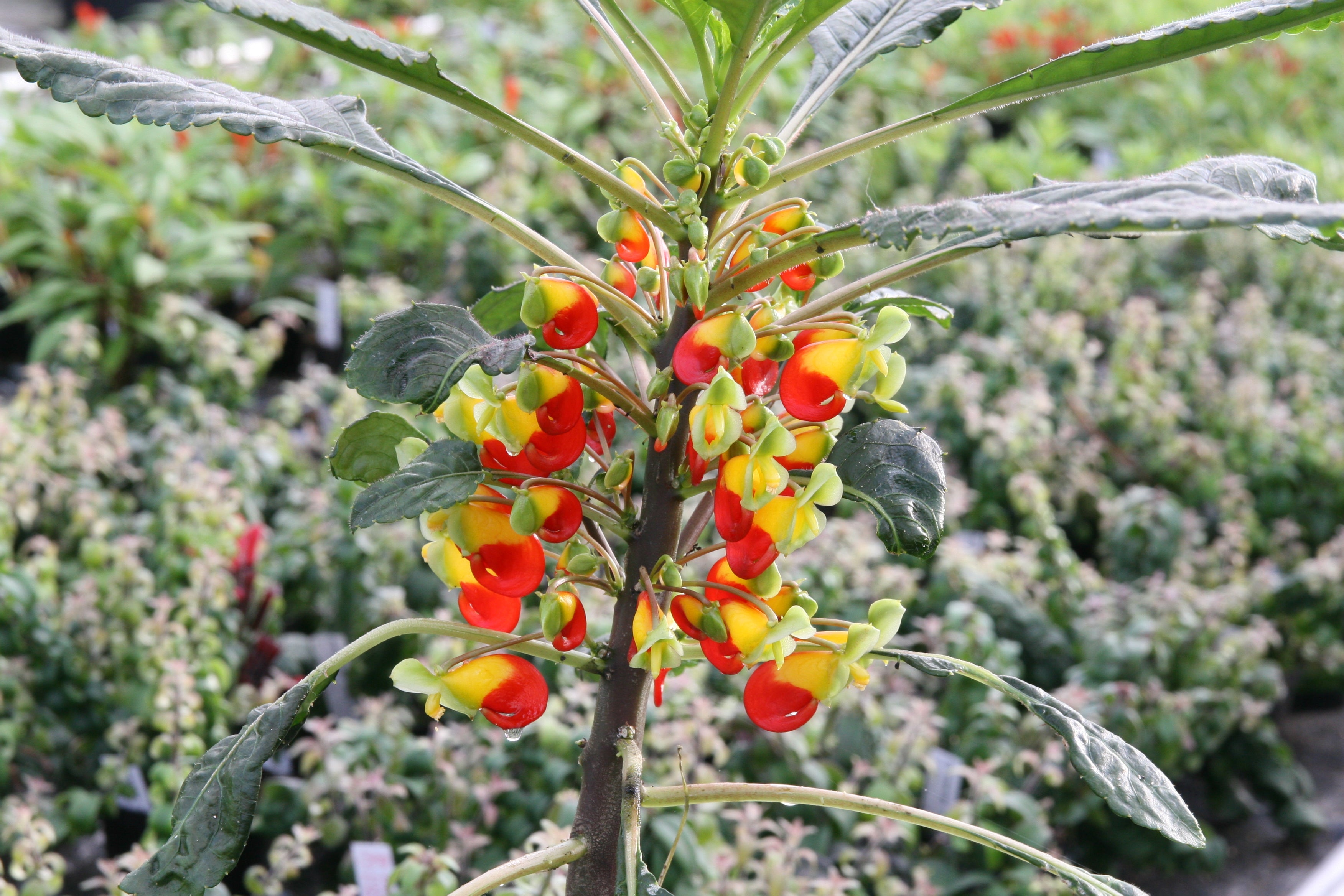 Impatiens niamniamensis (Cockatoo / Parrot plant) - Dibleys