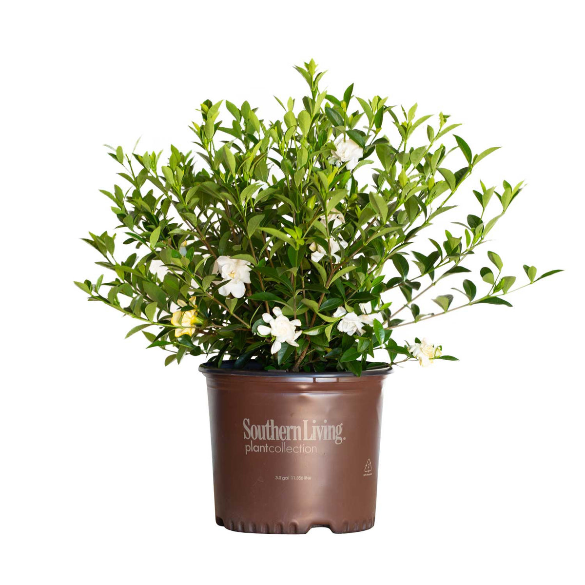 3 Gallon Jubilation Gardenia for sale with white flowers and bright green leaves in a southern living plants pot