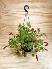 Acalypha reptans - Chenille Plant