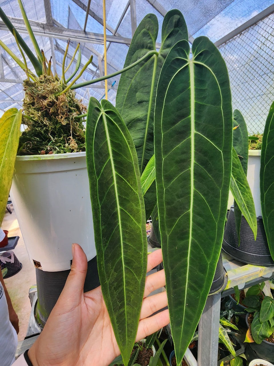 Anthurium Warocqueanum Nusery plant 1 pcs.