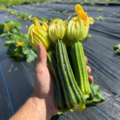 CSA Veg Box - Summer (12 weeks)