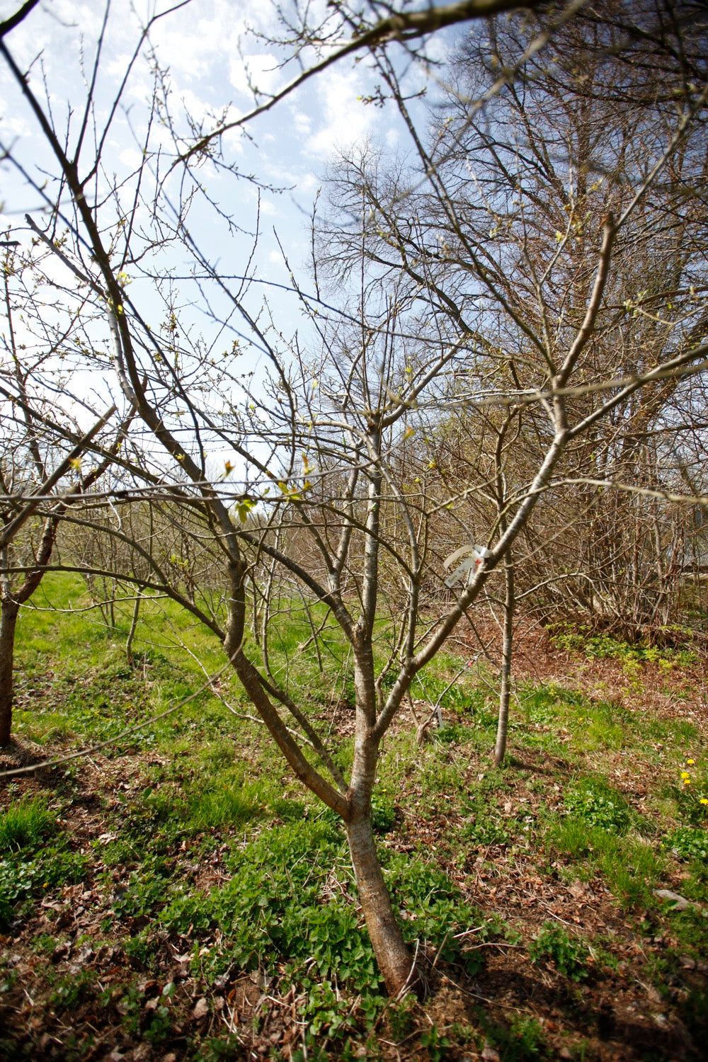 Grön Reine Claude (Greengage) (Nr.1) – Stort Plommonträd - Prunus Domestica 'Reine Claude Green'