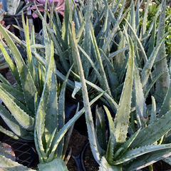 Medicinal Aloe