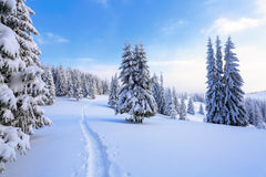 Snow-covered path cutting through a winter forest – Peel and Stick Wall Murals