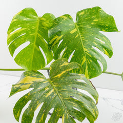 Monstera deliciosa 'Electrolyte' *Grower's Choice*