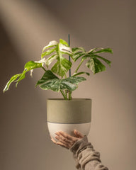 Eine Hand in einem beigen Pullover hält eine Monstera deliciosa variegata, die ihre auffallend grünen und weißen Blätter vor einem sanft beleuchteten, neutralen Hintergrund präsentiert.