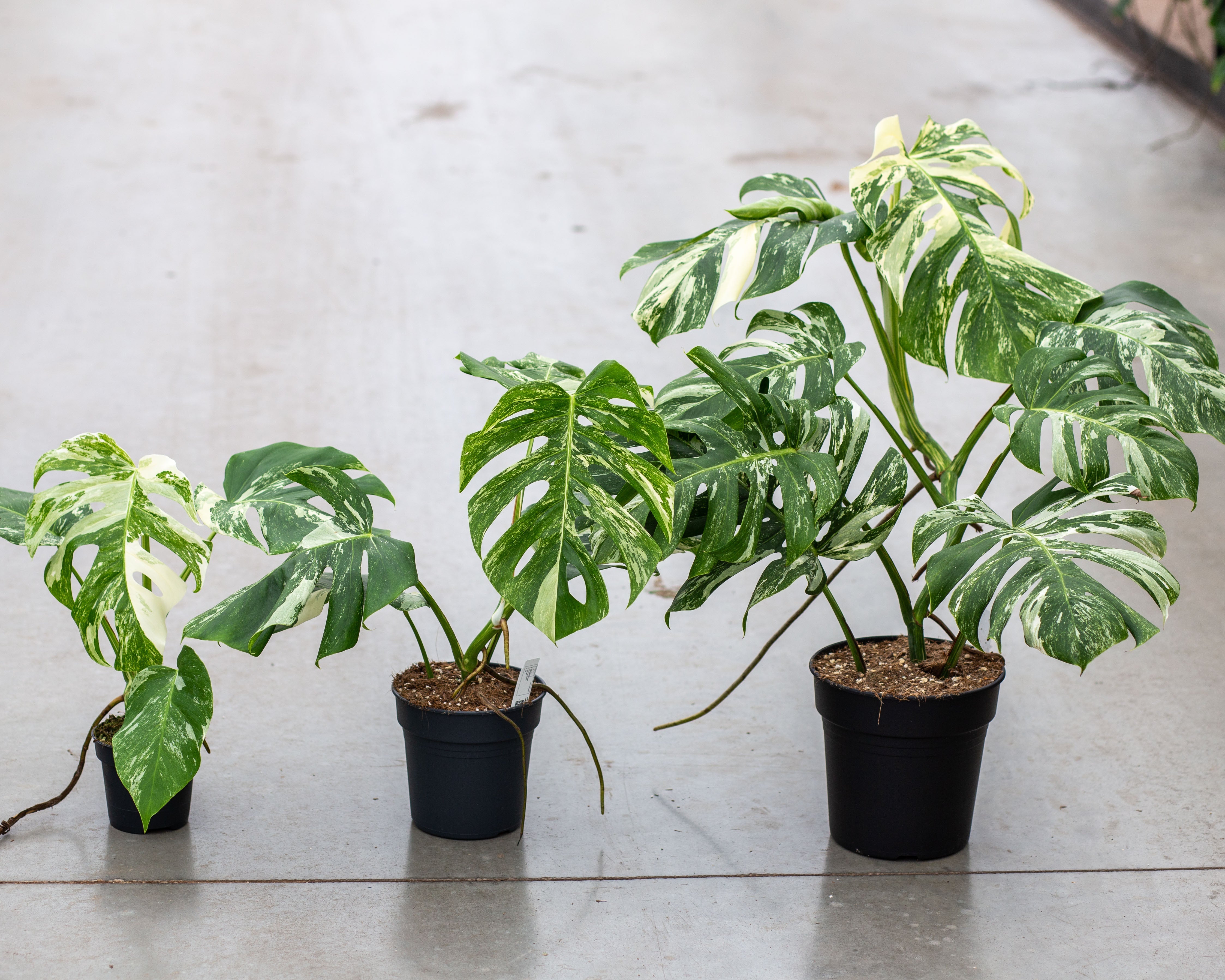 Monstera Variegata medium optimally Variegated Plantlovers