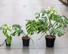 Monstera Variegata medium optimally Variegated Plantlovers