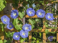 Ipomoea - Vindel, Heavenly Blue - frø
