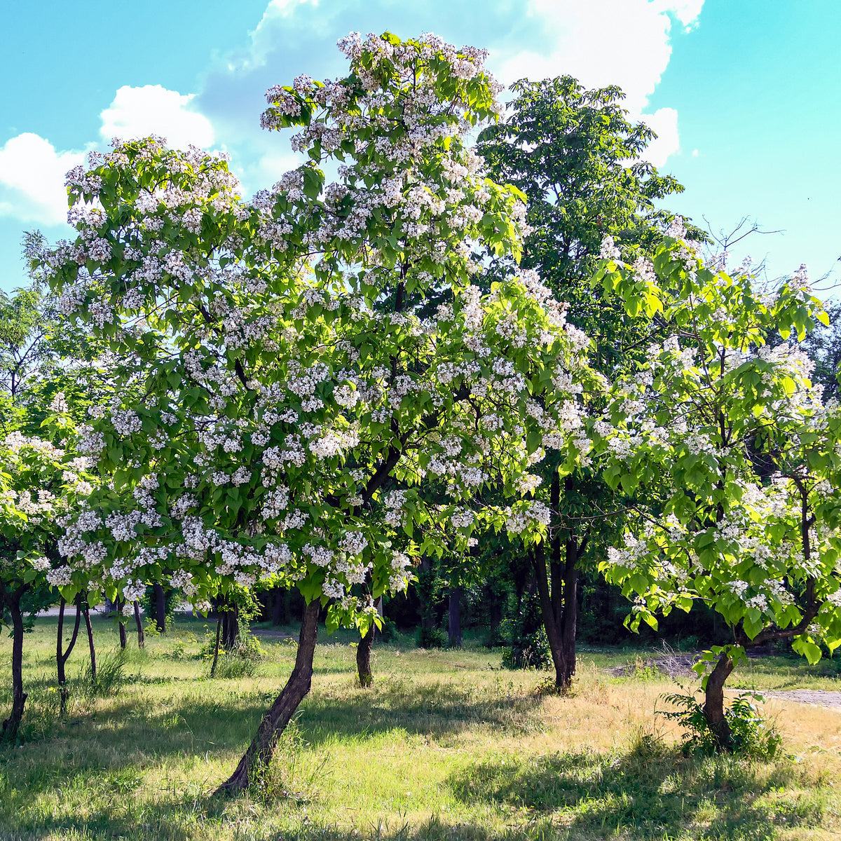 Buy Trees and Shrubs Online -Northern Catalpa Tree (2-3 Foot) - Northern Ridge Nursery