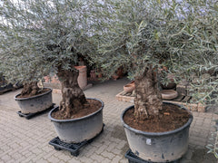 Uralter Olivenbaum
