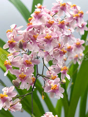 Orchids | Oncidium Tsiku Marguerite 'Chian Tzy Yearning'