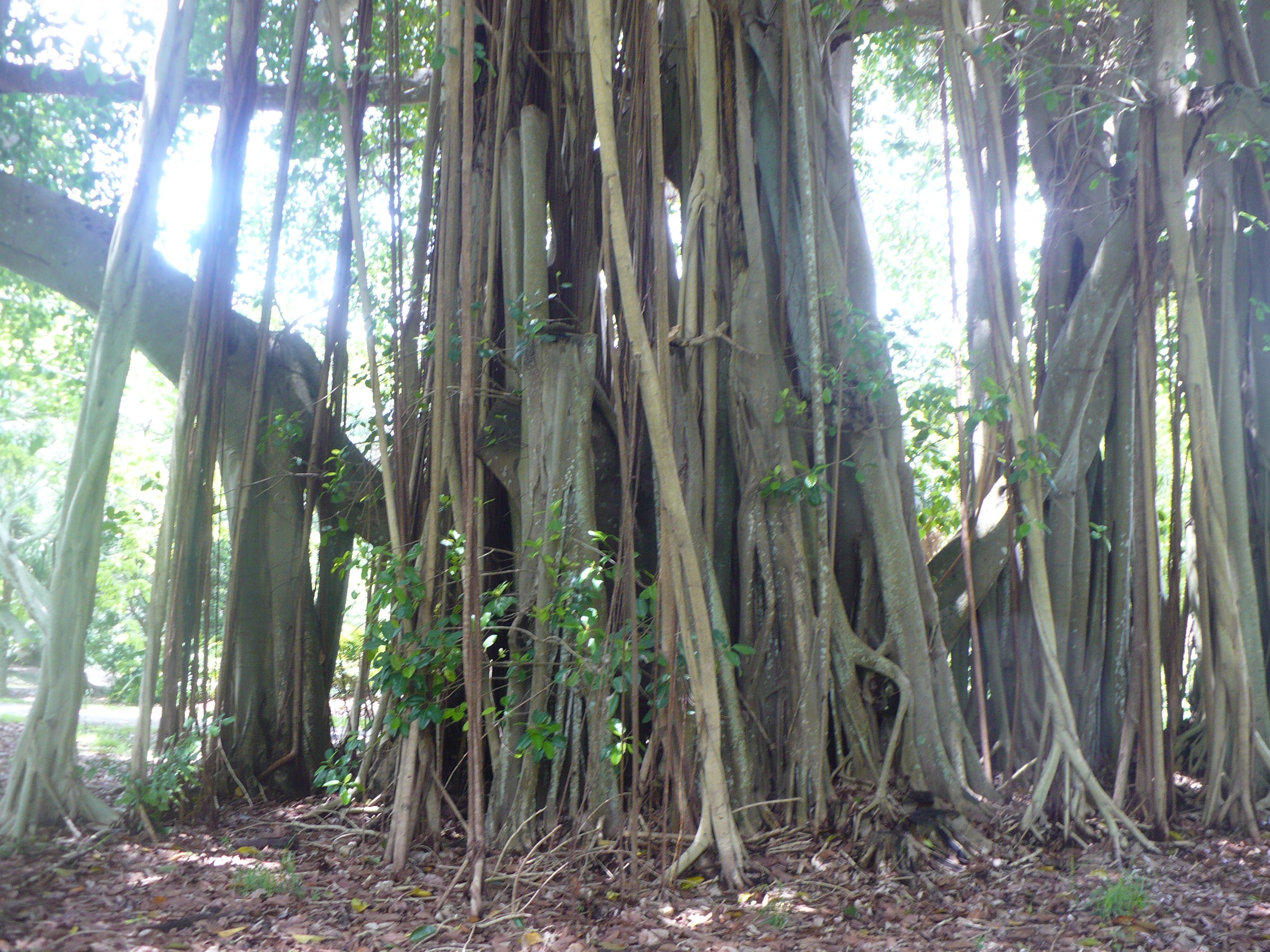 Council Tree   100 Seeds   Ficus altissima