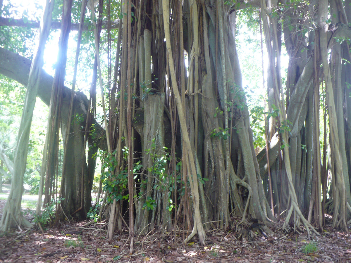 Council Tree   100 Seeds   Ficus altissima