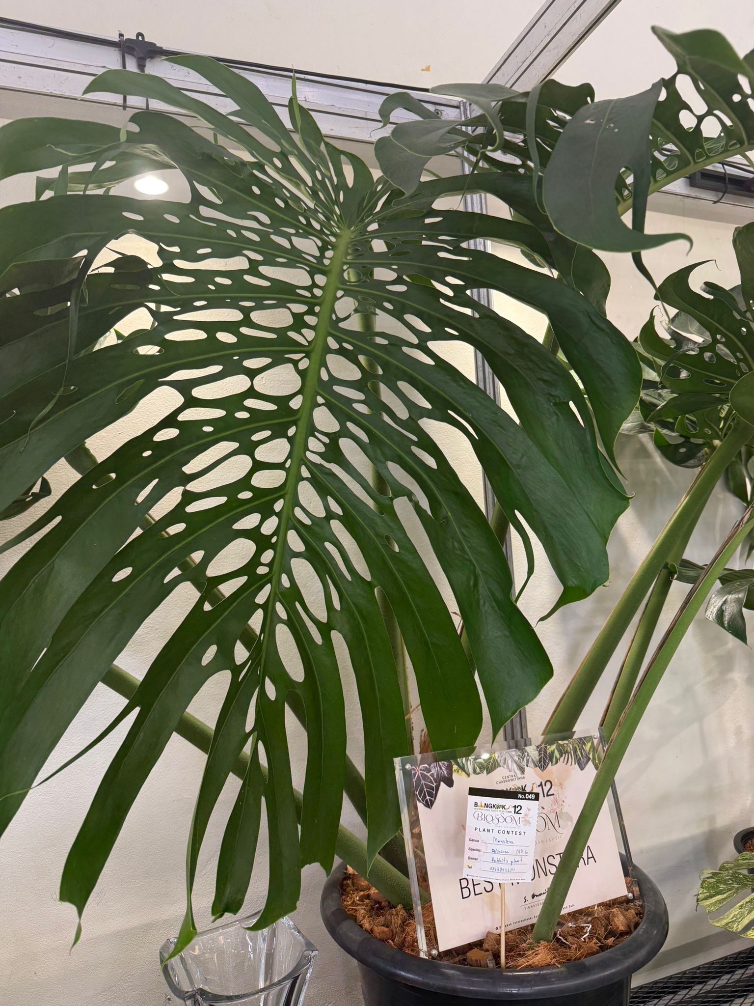 Monstera Form 6
