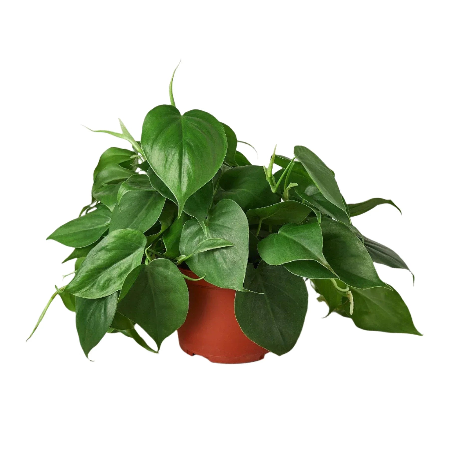 A Philodendron Cordatum Plant in a 6inch nursery pot | Easy Care Trailing Plantt | All About Planties