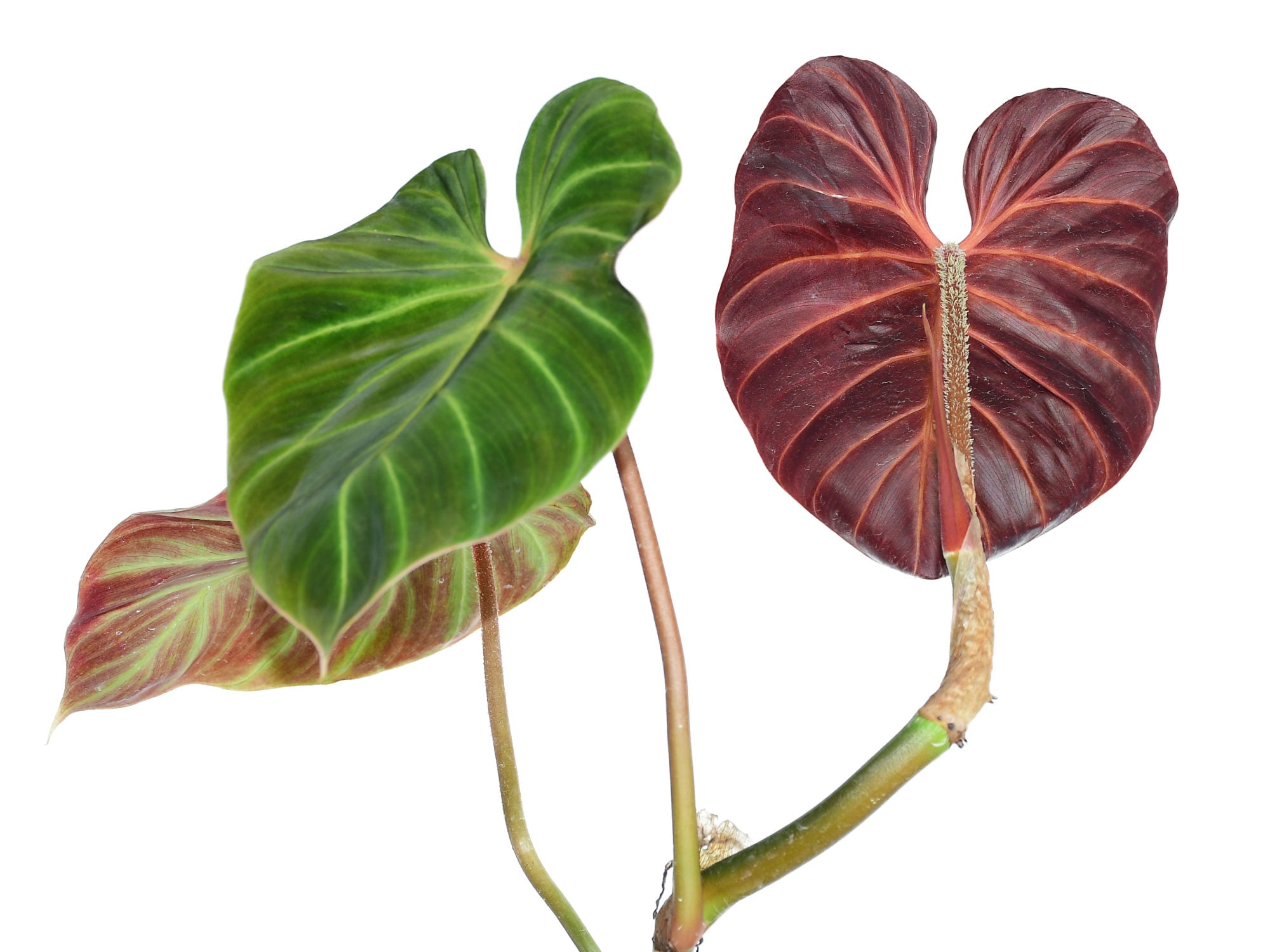 Philodendron verrucosum Amazon Sunset