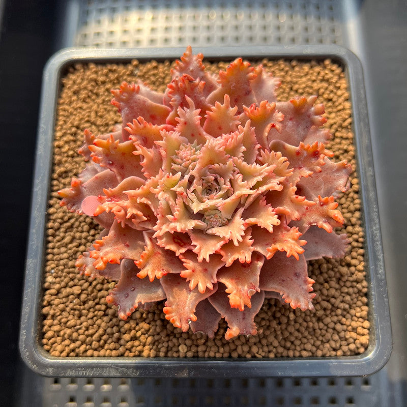 Graptoveria 'Starfire' 3" (Suculentia Original Hybrid) Succulent Plant Cutting