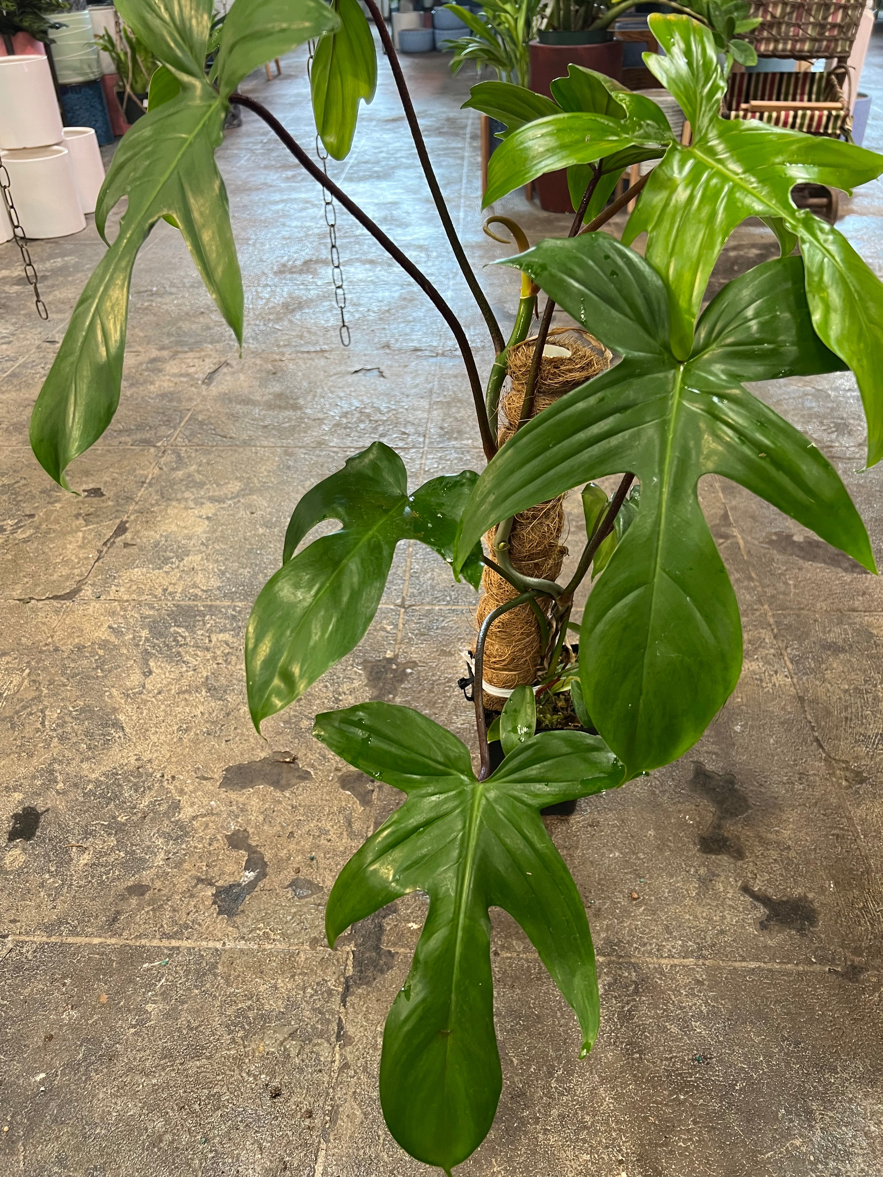 Philodendron Florida Green 6"