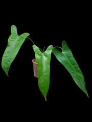 Anthurium Longissimilobum The "Spiritus Sancti" of Anthuriums LARGE SIZE (EXACT PLANT)