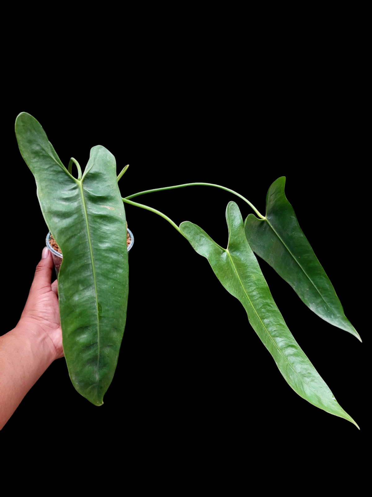 Anthurium Longissimilobum The "Spiritus Sancti" of Anthuriums LARGE SIZE (EXACT PLANT)
