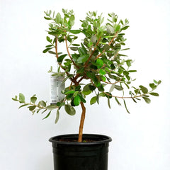 Potted pineapple guava tree with green leaves on a white background