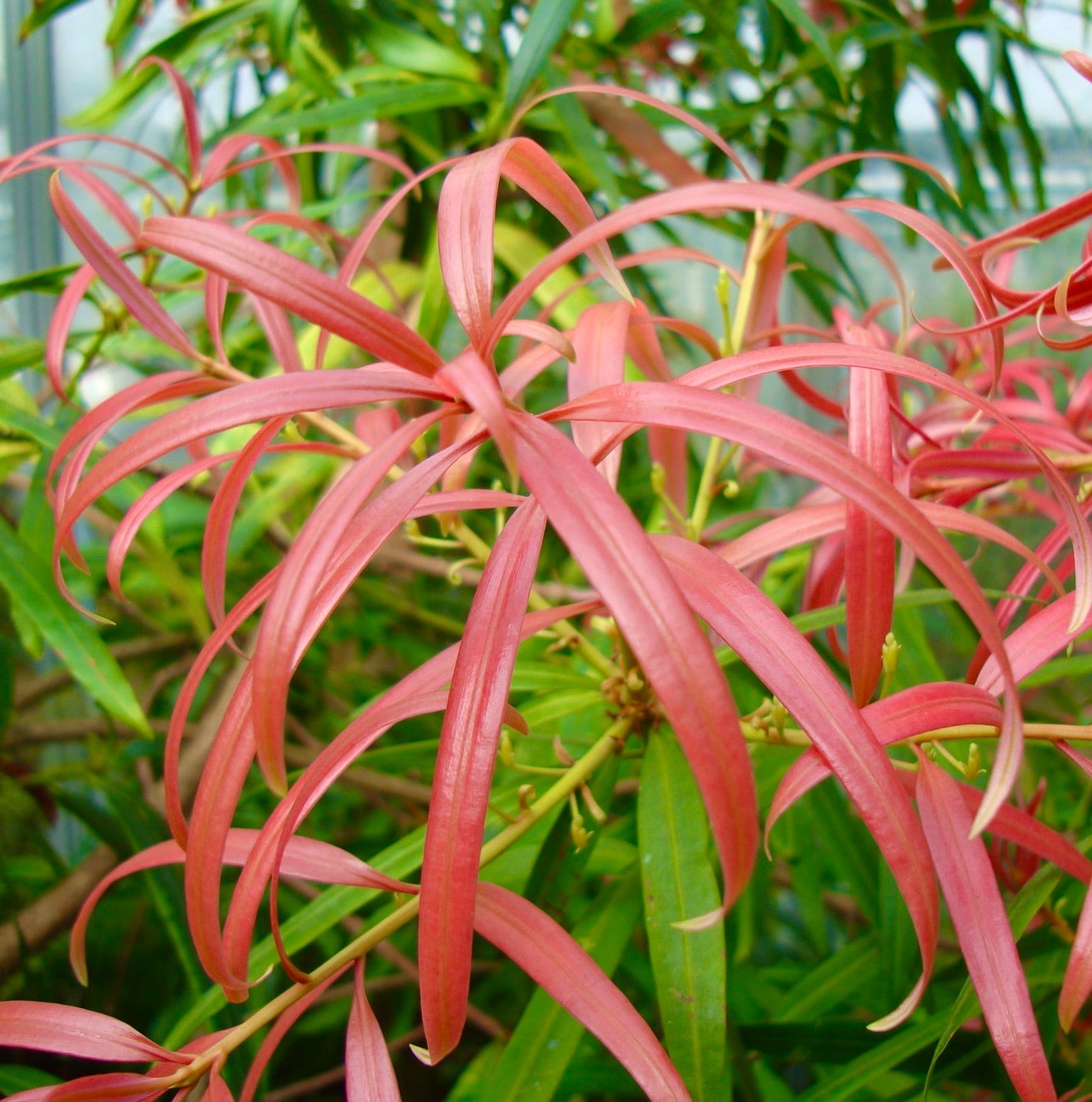 Podocarpus neriifolius with slender pinkish-red new leaves and green mature foliage