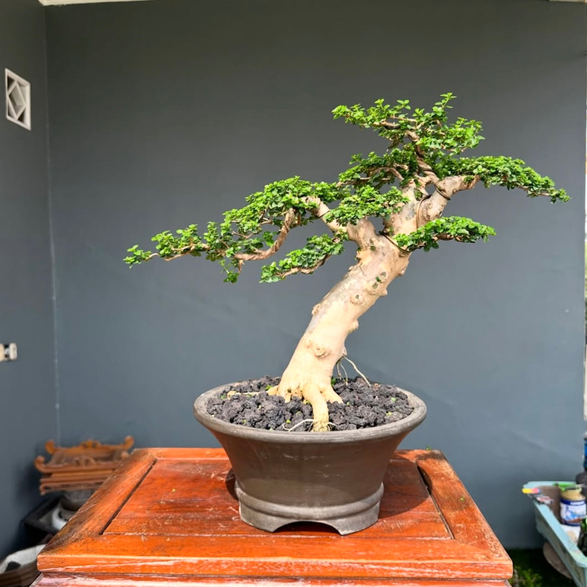 Premna Microphylla Bonsai with a gracefully curved trunk, compact green foliage, and visible nebari, potted in a round dark container and displayed on a polished wooden stand.