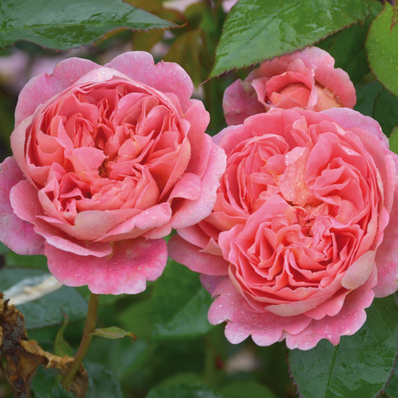 Rosa 'Boscobel '(Auscousin)  David Austin Rose