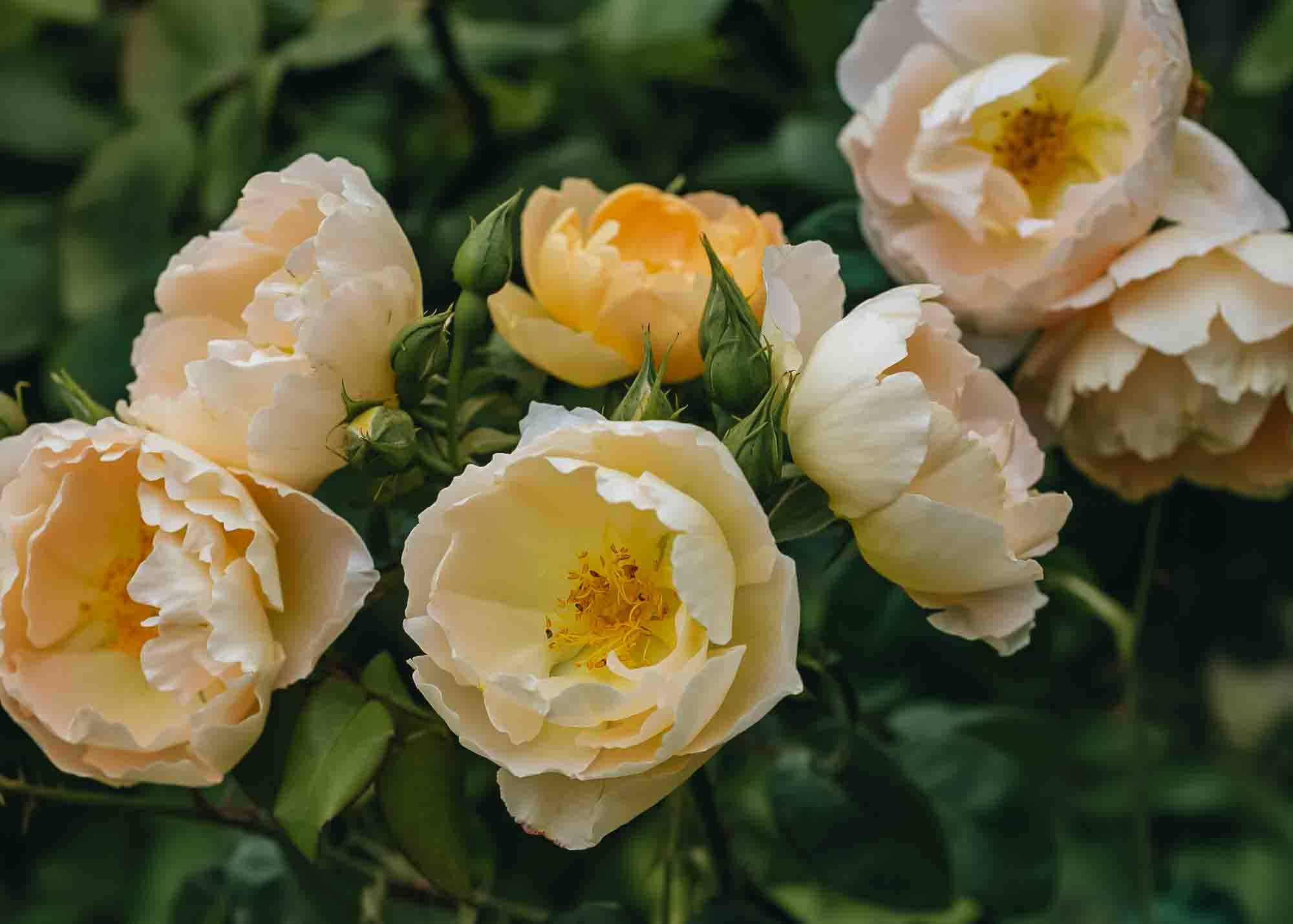 Rosa Comte de Champagne