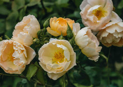 Rosa Comte de Champagne