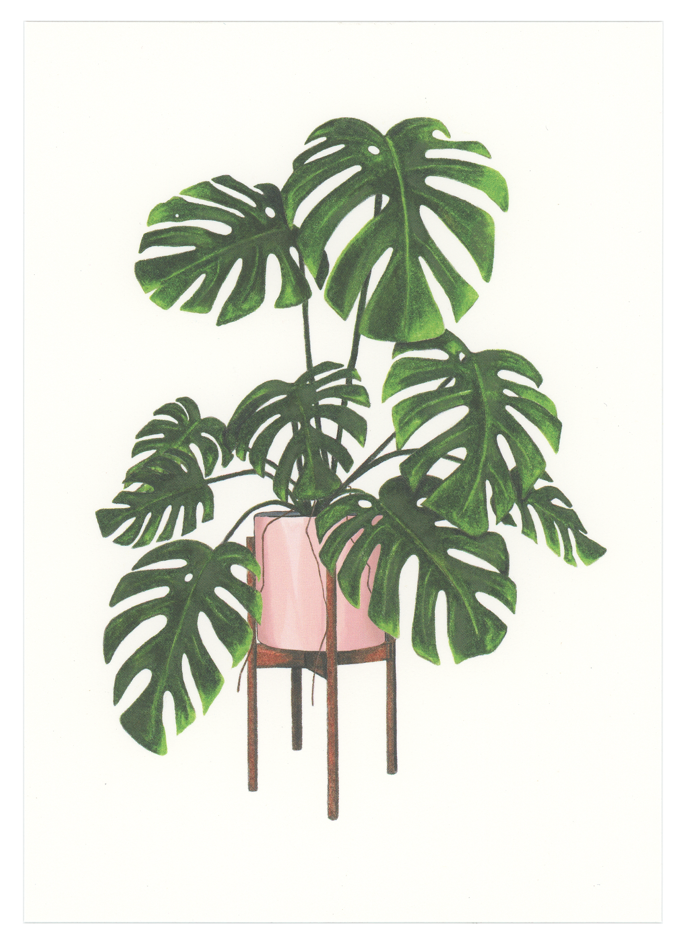 Monstera Deliciosa Art Print