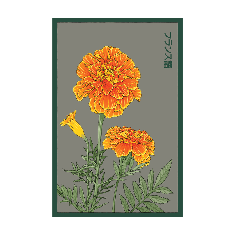 French Marigold seed packet - Shido Seeds non-GMO vacuum-sealed woodblock design