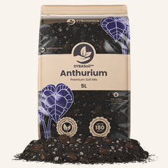 Anthurium Mix