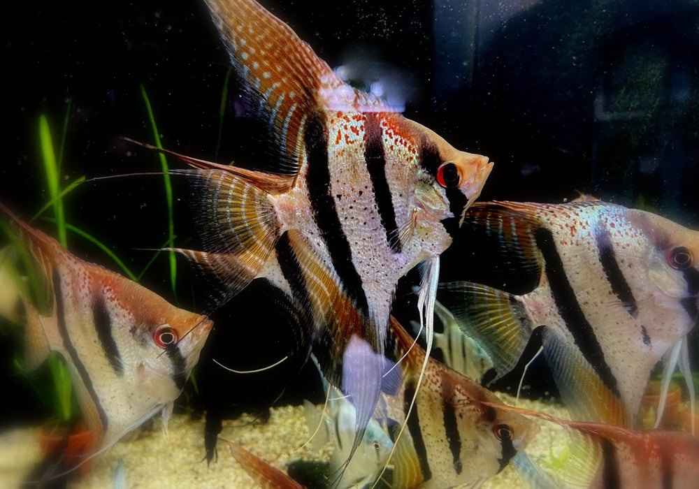 Santa Isabel Skalar XL- Pterophyllum scalare aqua-teck