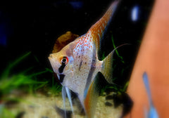 Santa Isabel Skalar XL- Pterophyllum scalare aqua-teck