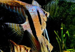 Santa Isabel Skalar XL- Pterophyllum scalare aqua-teck