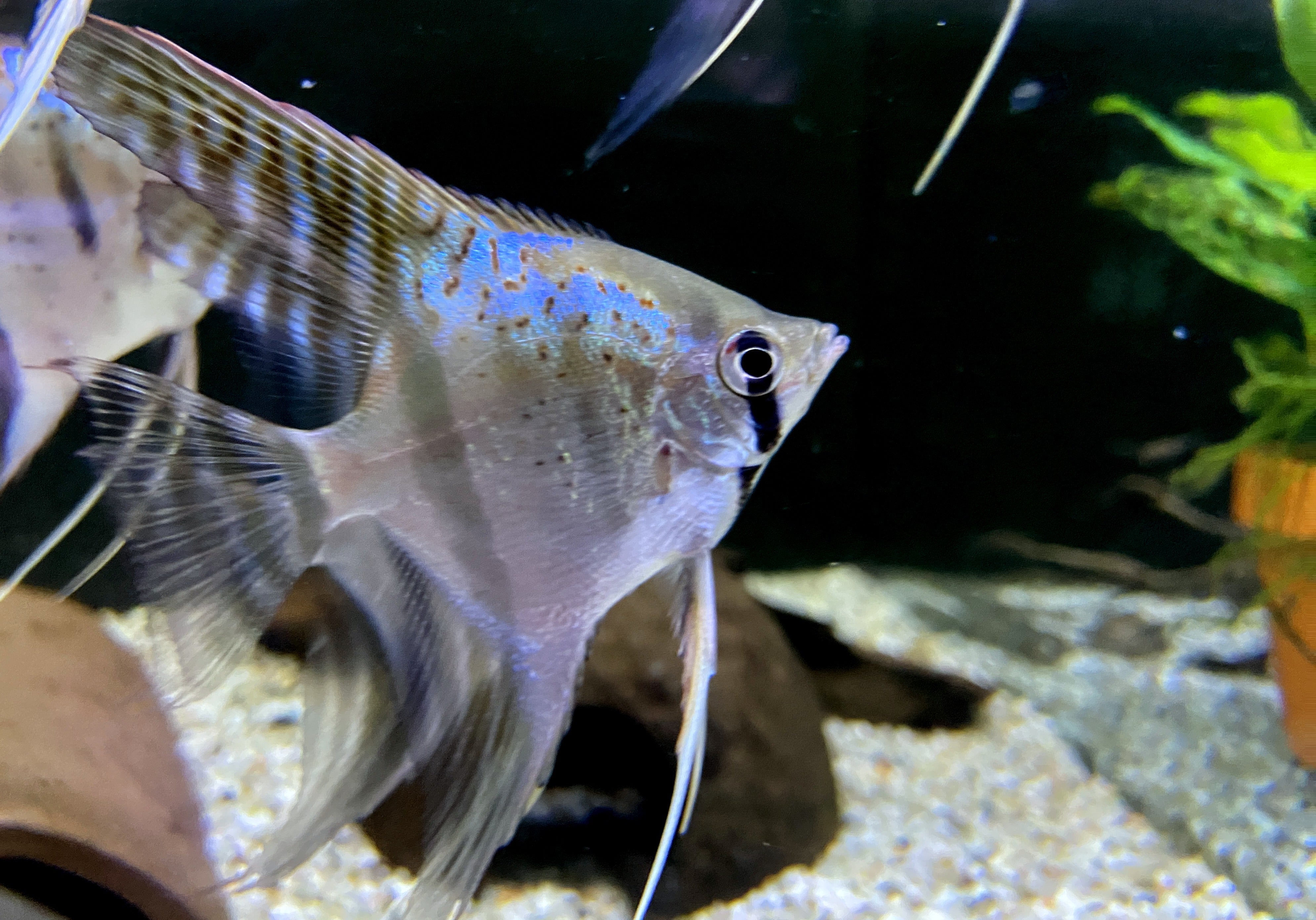Santa Isabel Skalar XL- Pterophyllum scalare
