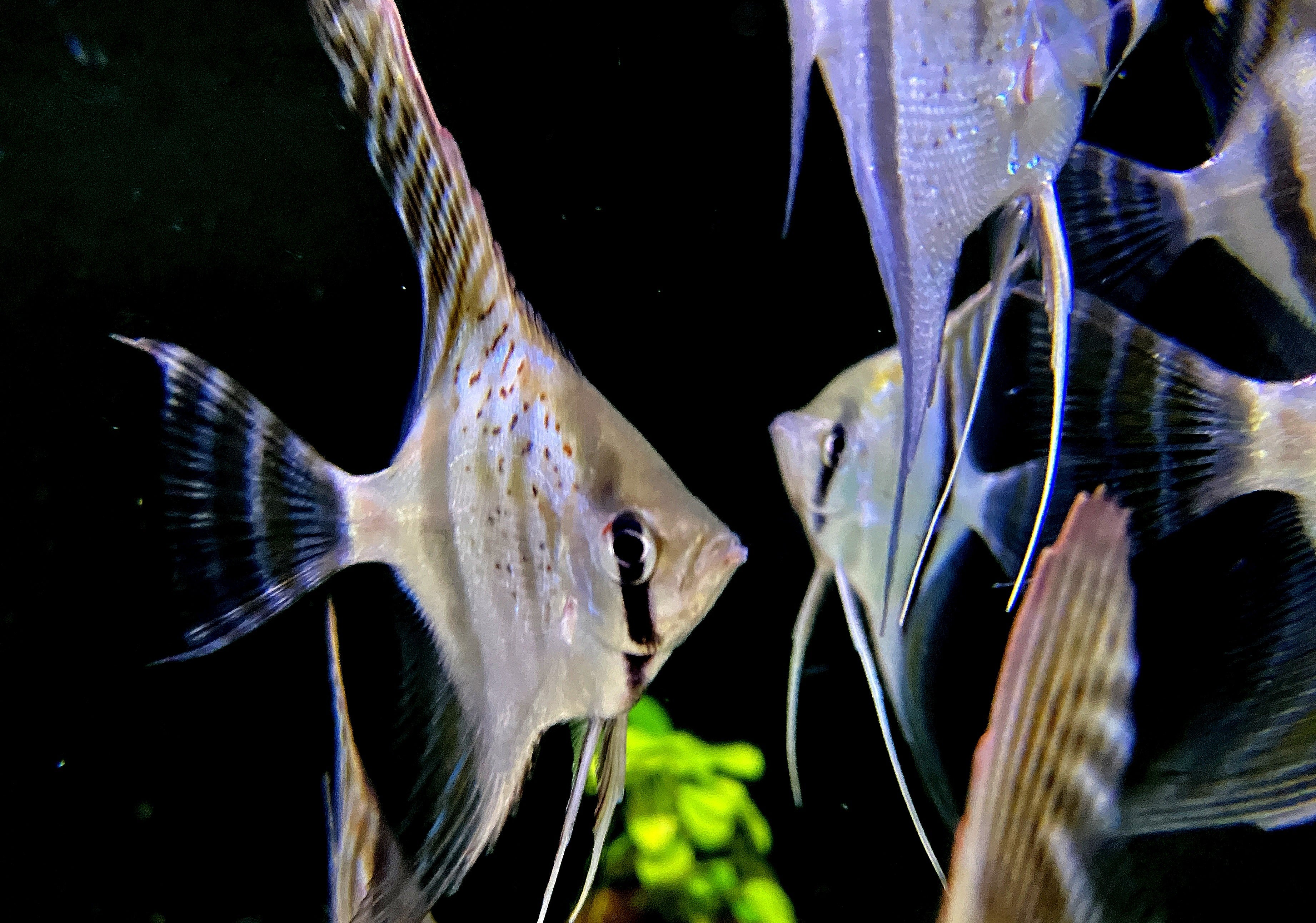 Santa Isabel Skalar XL- Pterophyllum scalare