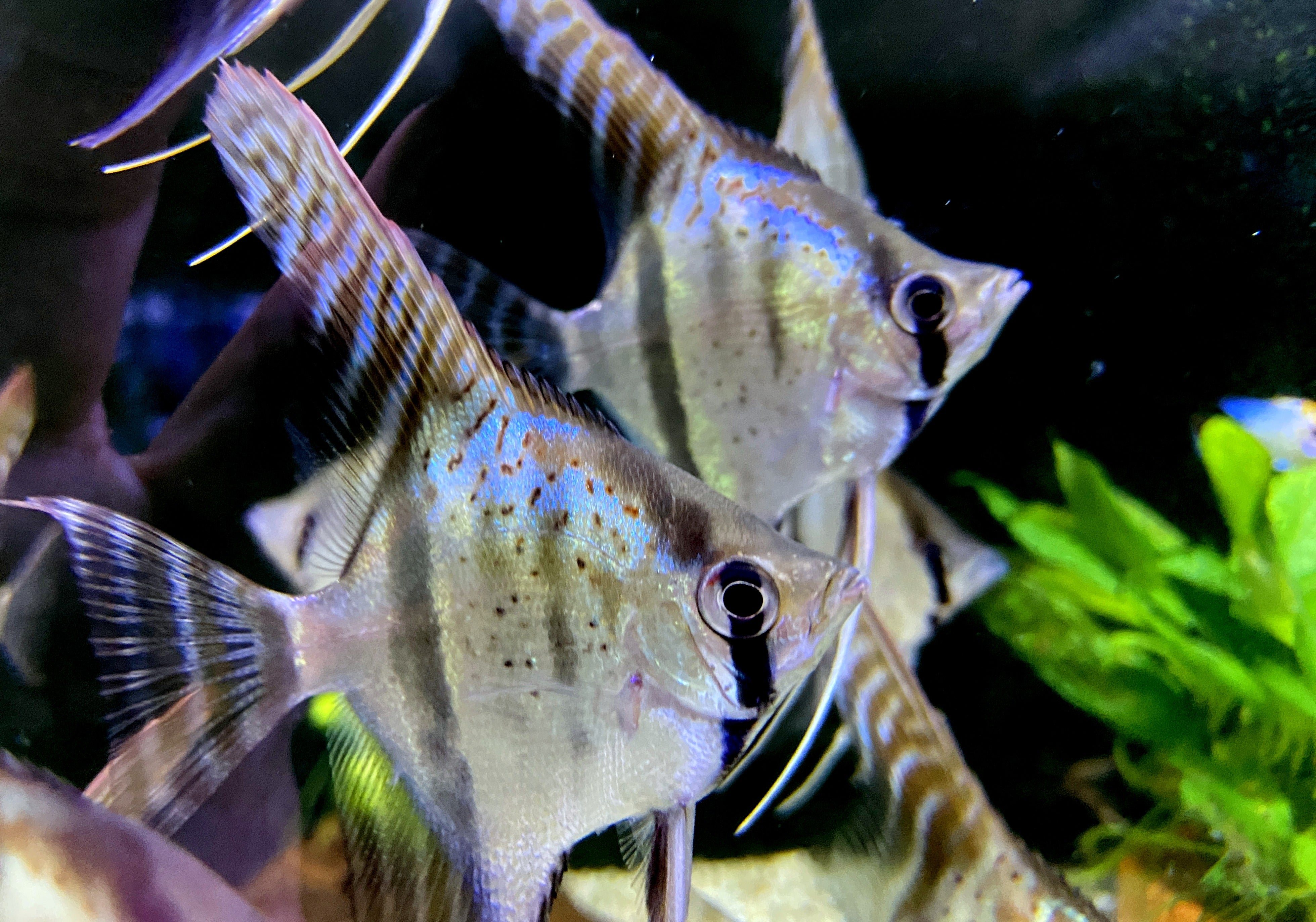 Santa Isabel Skalar XL- Pterophyllum scalare