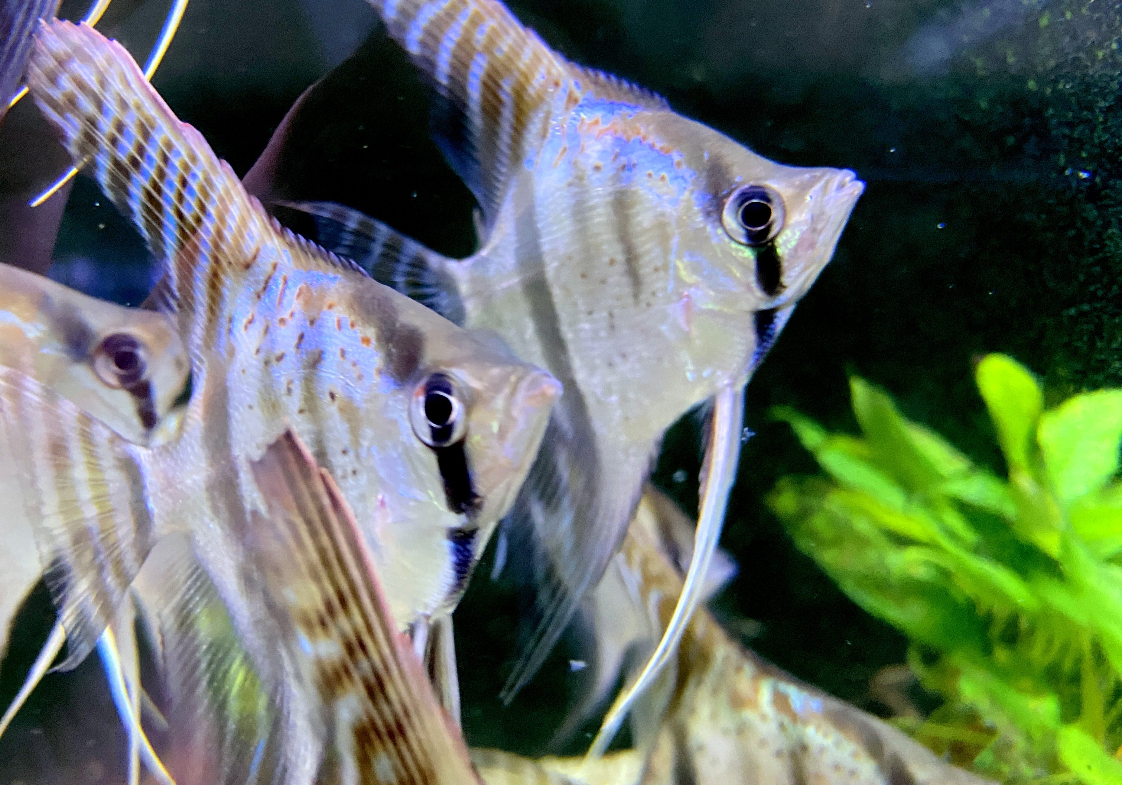 Santa Isabel Skalar XL- Pterophyllum scalare
