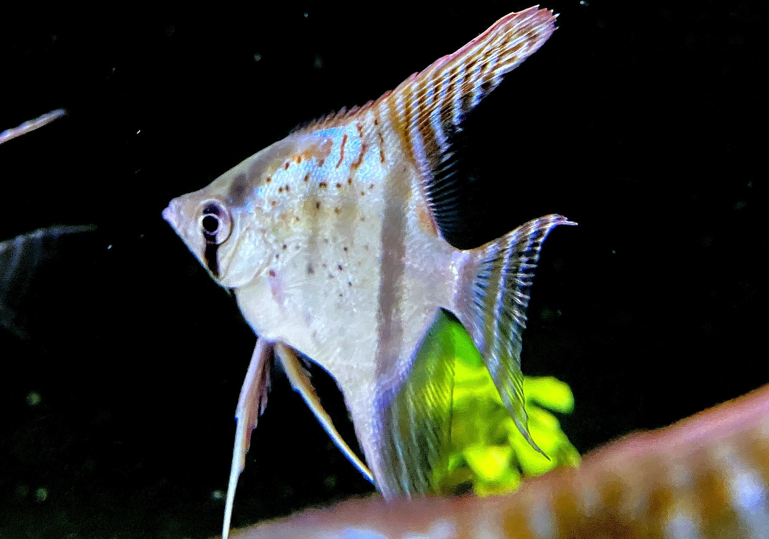 Santa Isabel Skalar XL- Pterophyllum scalare