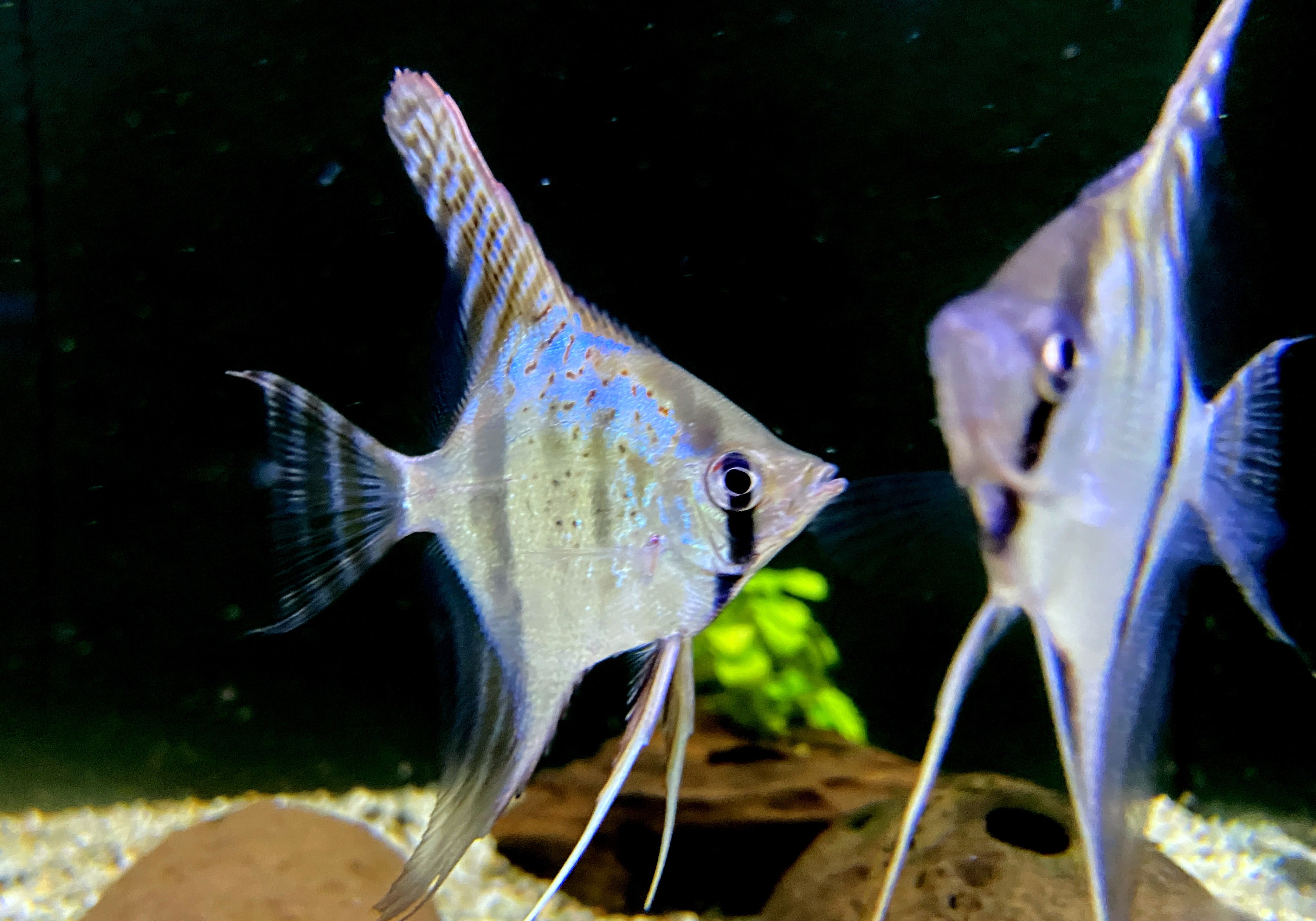 Santa Isabel Skalar XL- Pterophyllum scalare