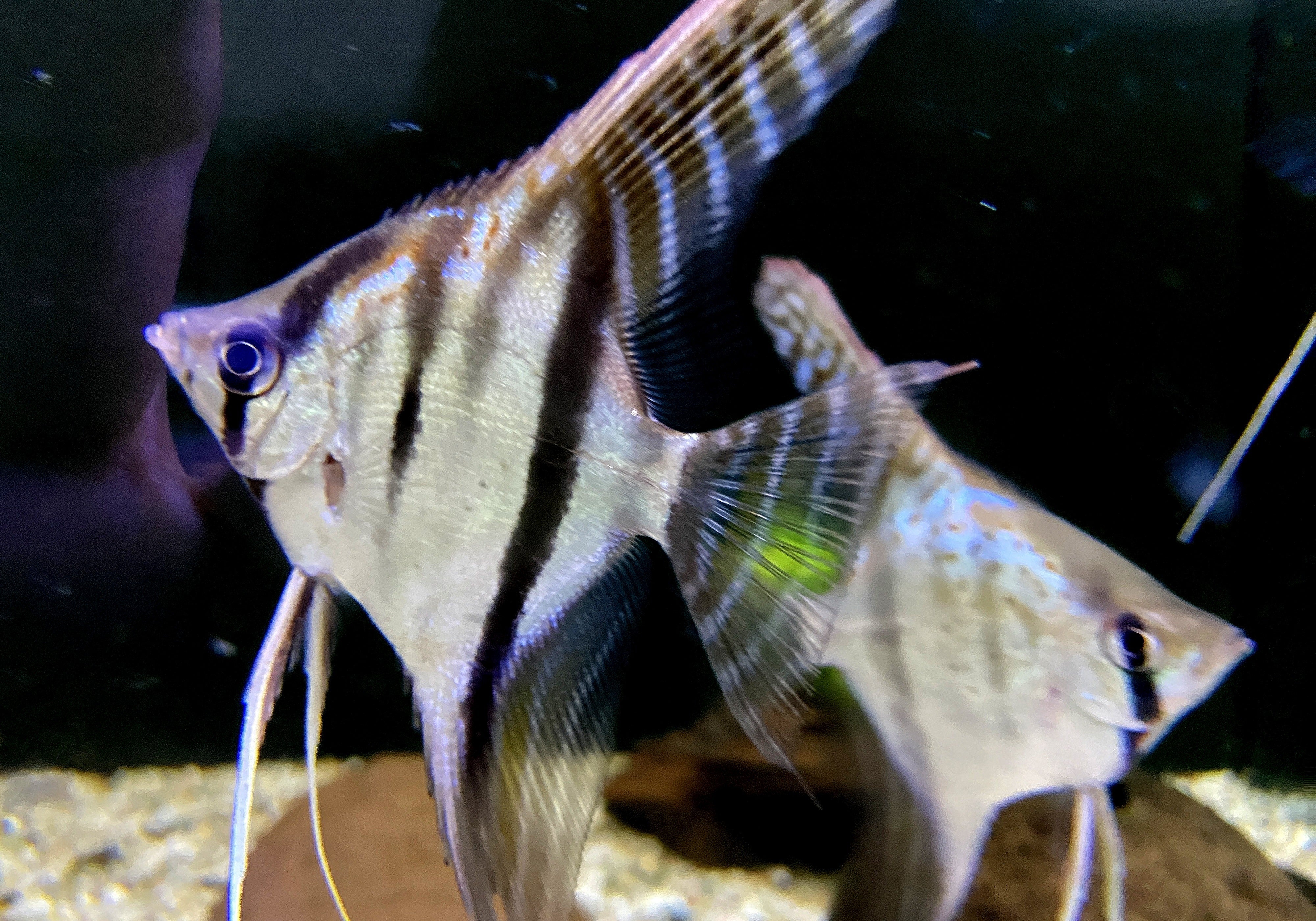 Santa Isabel Skalar XL- Pterophyllum scalare