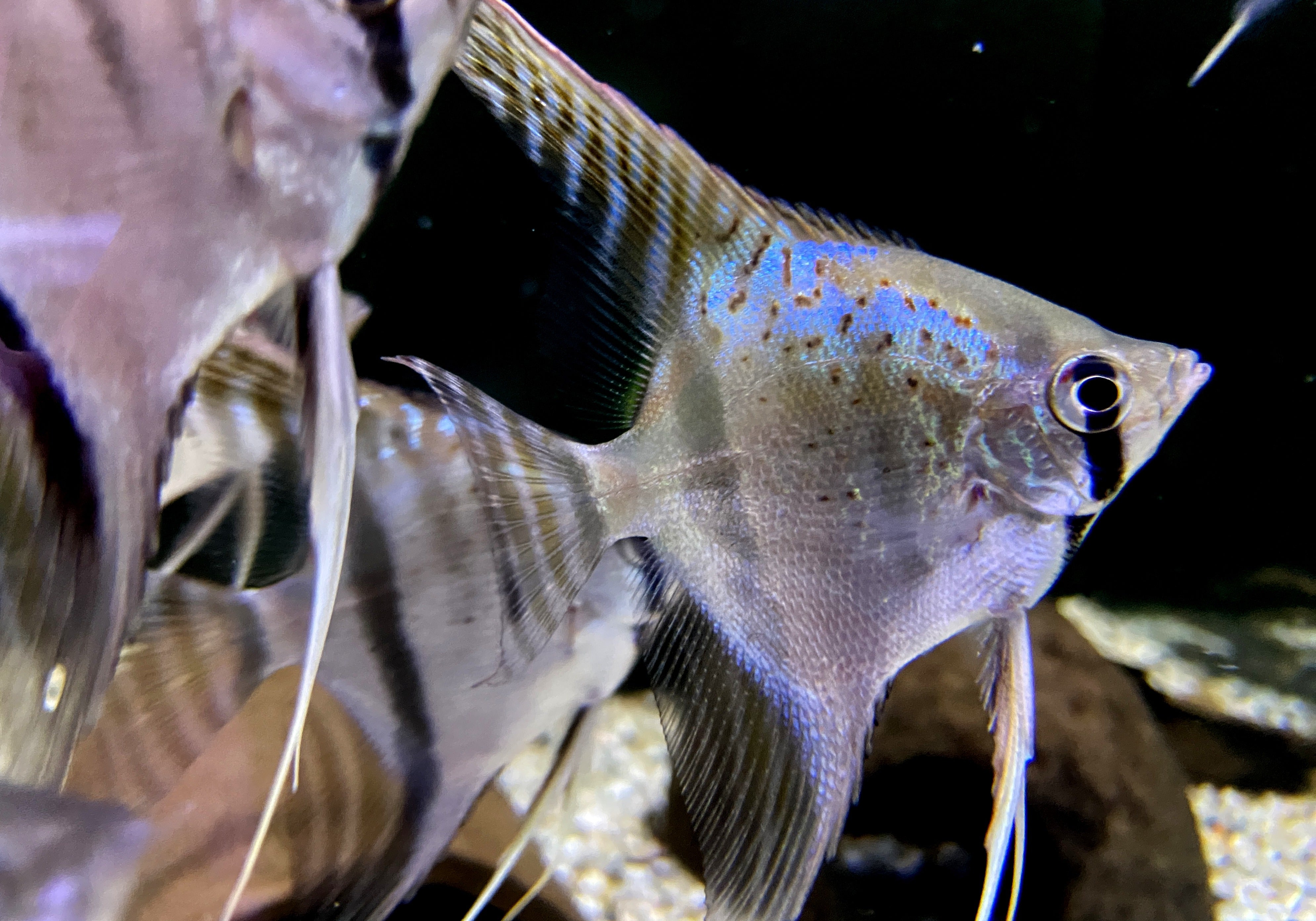 Santa Isabel Skalar XL- Pterophyllum scalare
