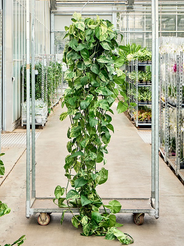 Scindapsus (Epipremnum) 'Marble Queen'.