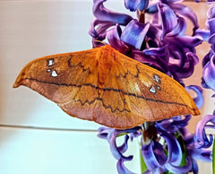 Goldfadenspinner (Cricula jordani/trifenestrata)