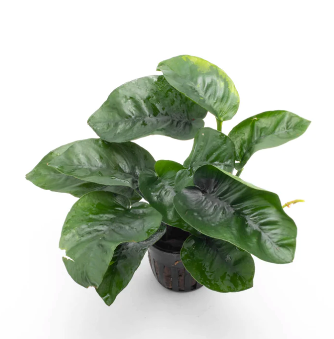 Anubias Barteri 'Butterfly' (Nacional)